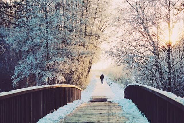 Winter bos